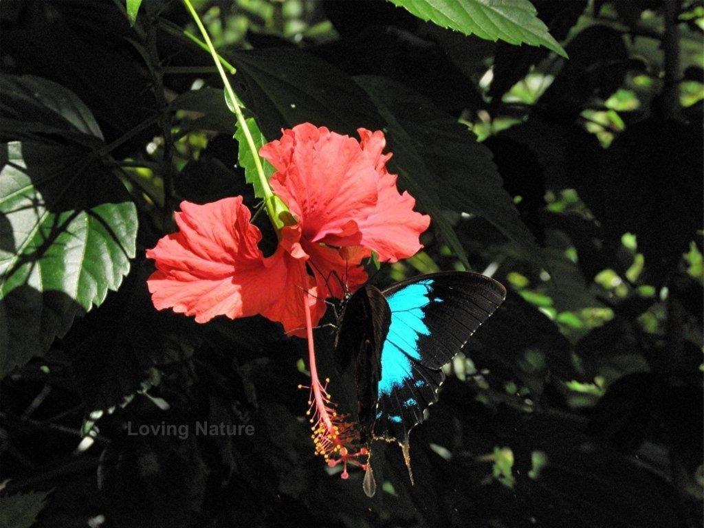 Wongaling Beach Hibiscus Lodge Bed & Breakfast מראה חיצוני תמונה